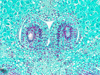 Lilum ovary mid cs 17 10x