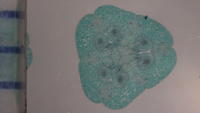 Lilum ovary mid cs 24