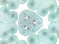Lilum ovary top cs 16 4x