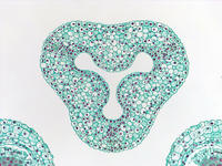 Lilum ovary top cs 22 10x