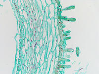 Lilum pistil pollen ls 9 10x