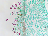 Lilum pistil pollen ls 13 10x
