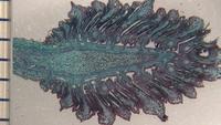 Pinus ovulate cone ls 30