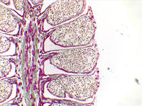 Pinus staminate cone ls 17 4x