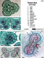 Angiosperm gymnosperm reproduction PDF
