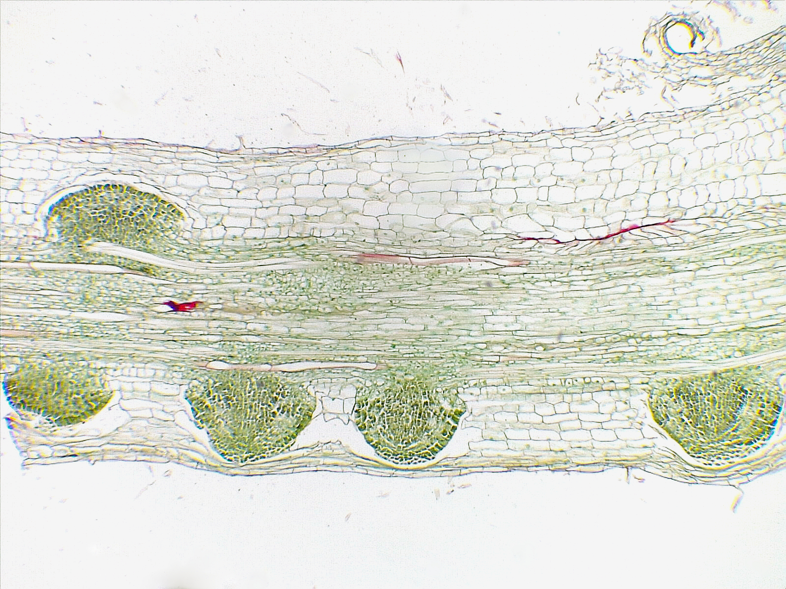 Angiosperm Lateral Root