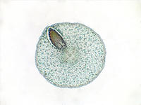 Salix root branch cs 1 4x