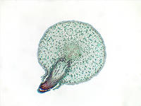 Salix root branch cs 5 4x