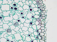 Salix root branch cs 23 40x