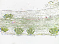 Zea root lateral ls 5 4x