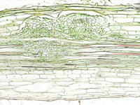 Zea root lateral ls 7 10x