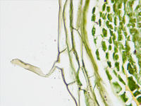 Zea root lateral ls 21 40x