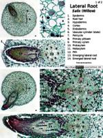 Angiosperm lateral root PPTx