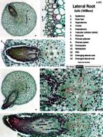 Angiosperm lateral root PDF