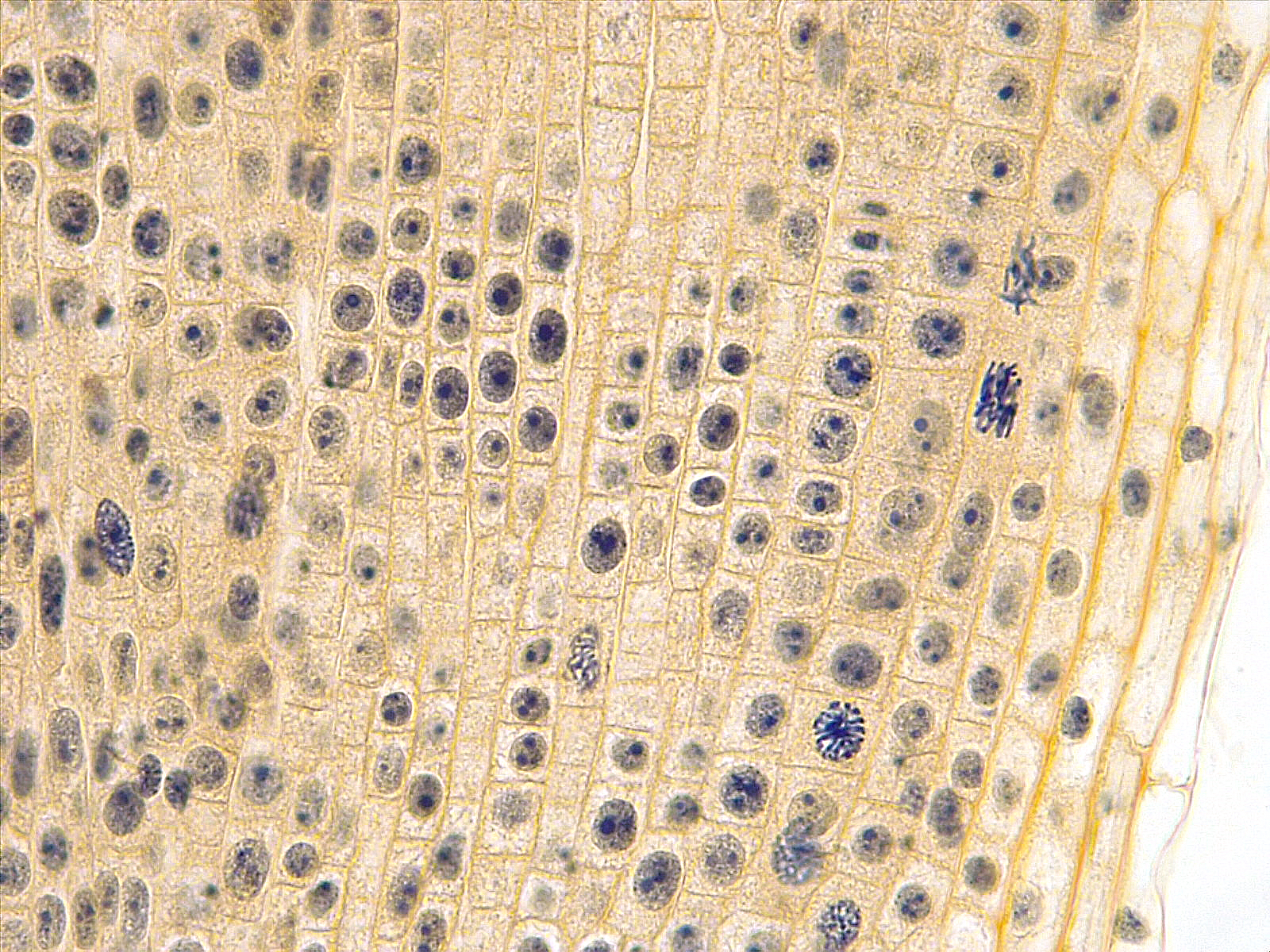 Apical meristem
