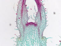 Coleus stem tip ls 18 10x