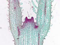 Coleus stem tip ls 22 10x