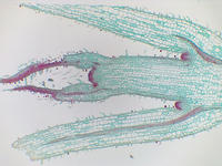Coleus stem tip ls 24 4x