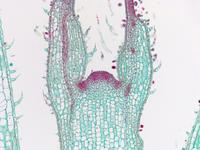coleus stem tip ls 25 10x