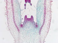 Coleus stem tip ls 26 10x
