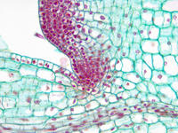 Coleus stem tip ls 29 40x