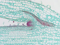 Coleus stem tip ls 30 10x