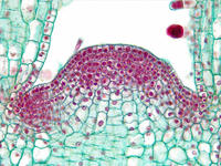 Coleus stem tip ls 38 40x
