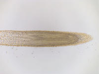 Onion root tip ls 21 4x