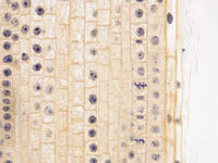 Onion root tip ls 24 40x