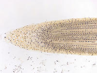 Onion root tip ls 34 10x