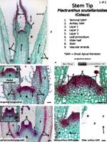 Apical Meristem PPTx