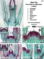 Apical Meristem PDF