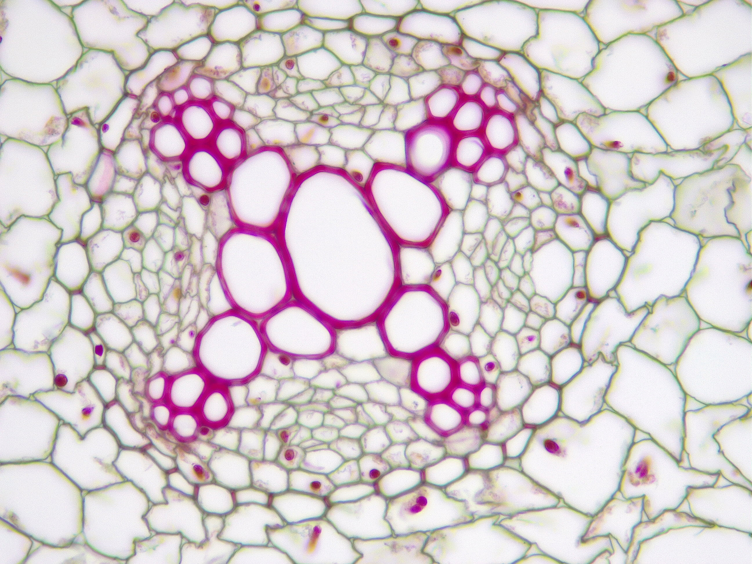Dicot root