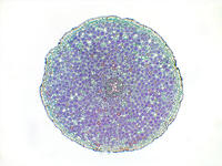 Dicot root cs 1 4x