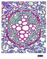 Dicot root cs 25
