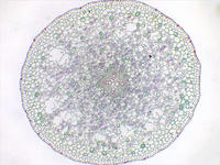 Ranunculus root mat cs 1 4x