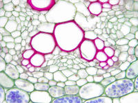 Ranunculus root mat cs 26 40x