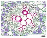 Ranunculus root mat cs 35