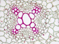 Ranunculus root yng cs 17 40x