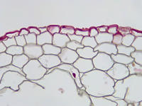 Ranunculus root yng cs 20 40x