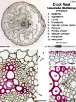 Dicot root PPTx