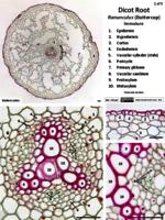 Dicot root PDF