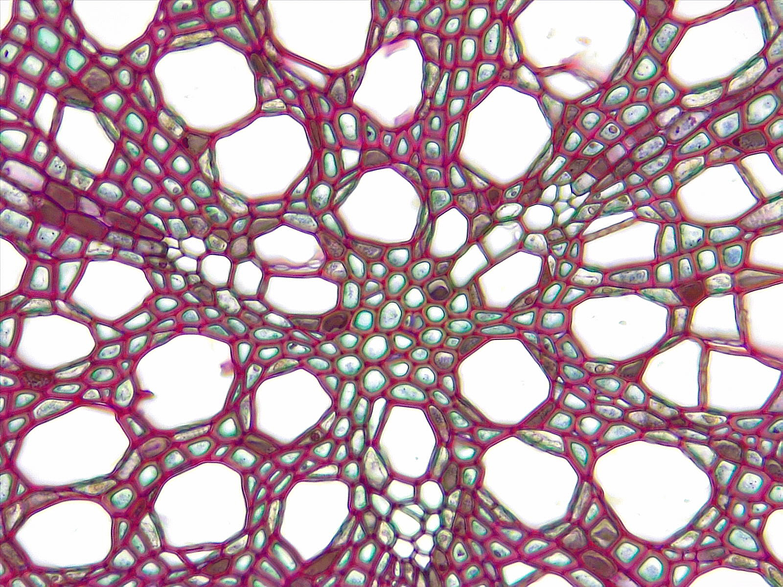 Dicot root secondary growth