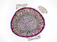 Dicot root sec cs 1 4x