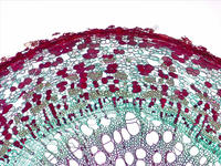 Dicot root sec cs 2 10x