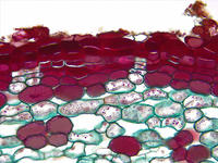 Dicot root sec cs 3 40x