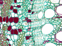 Dicot root sec cs 4 40x