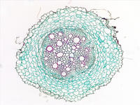 Helianthus root cs 30 10x