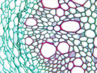 Helianthus root cs 32 40x