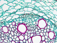 Helianthus root cs 34 40x
